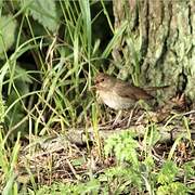 Thrush Nightingale