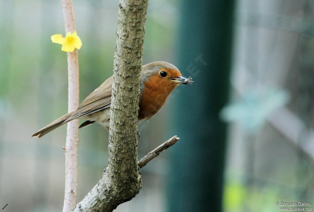 European Robinadult