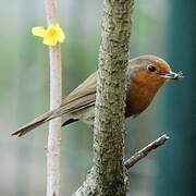 European Robin