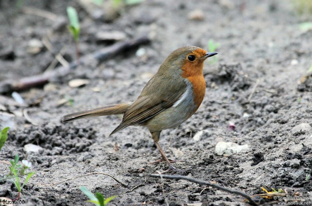 European Robinadult breeding