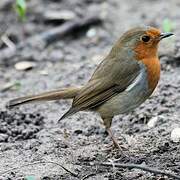 European Robin