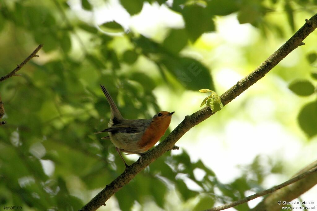 European Robinadult breeding, courting display