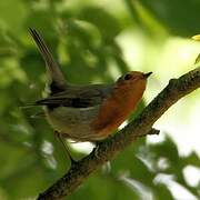 European Robin