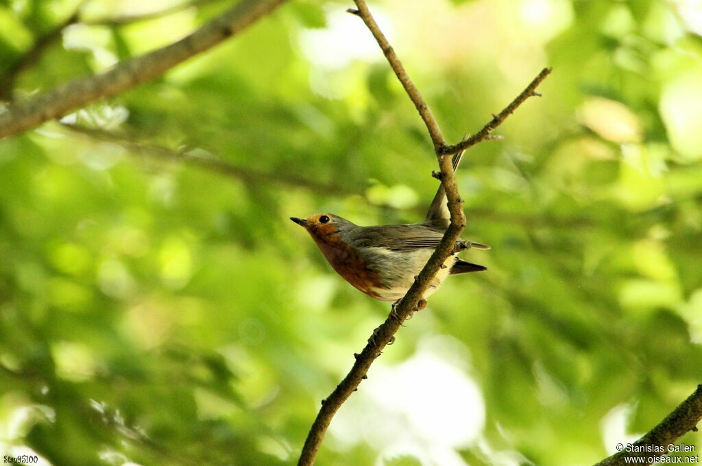 European Robinadult breeding, courting display