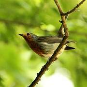 European Robin