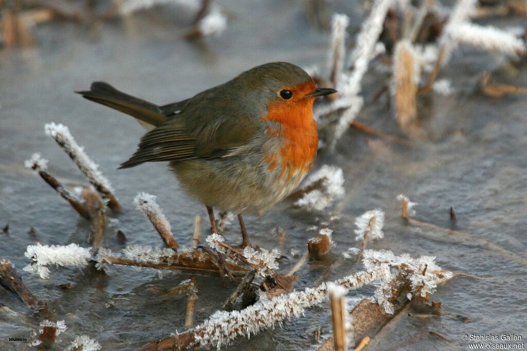 European Robinadult transition