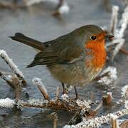 European Robin