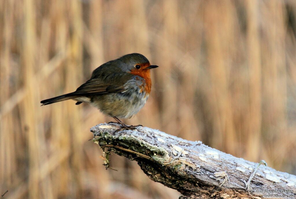 European Robinadult transition