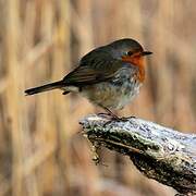 European Robin