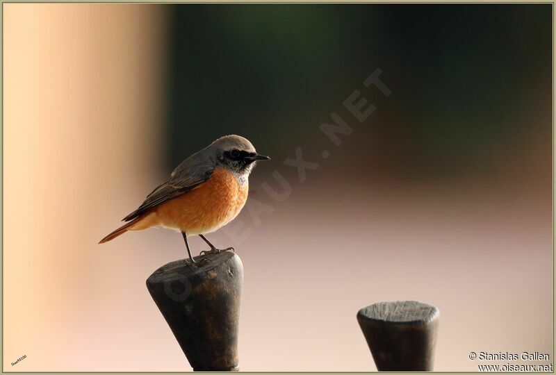 Common Redstart male adult transition