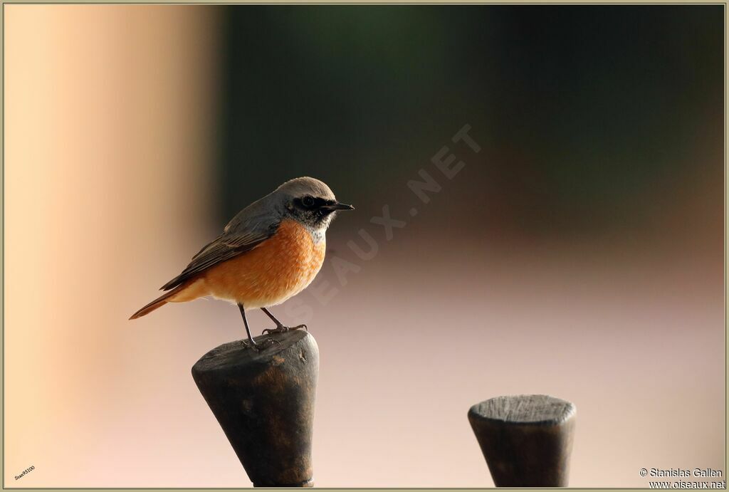 Common Redstart male adult transition