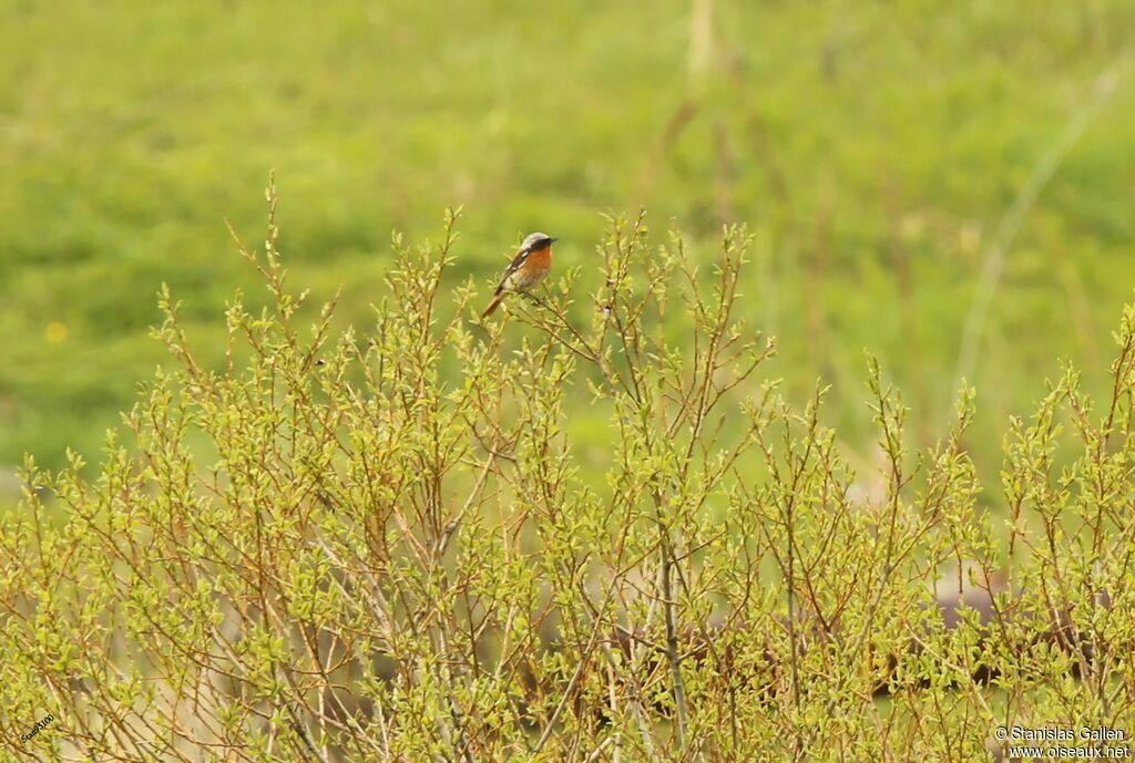 Eversmann's Redstart male adult breeding