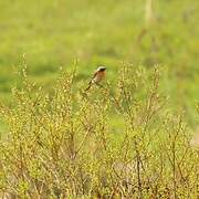 Eversmann's Redstart