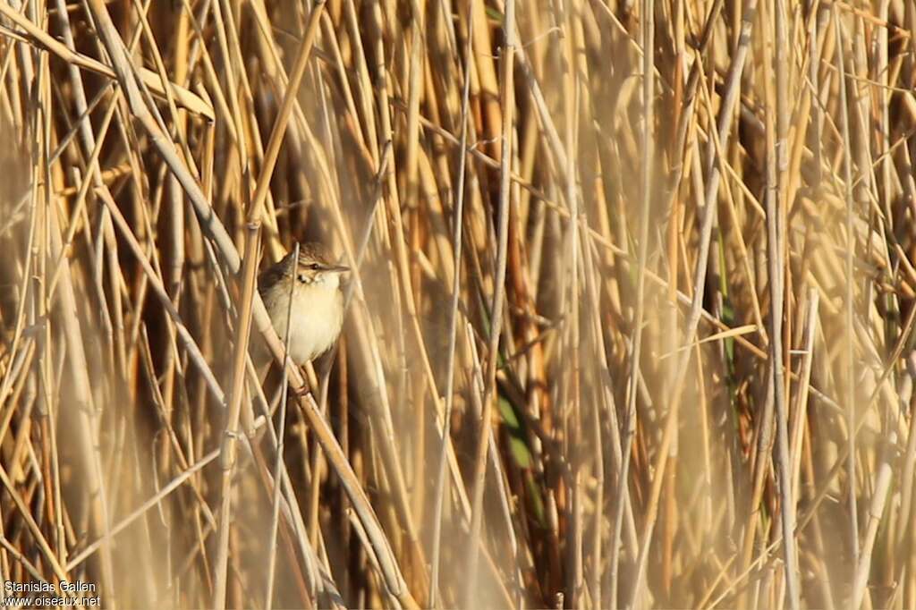 Rousserolle isabelleadulte, habitat, camouflage, pigmentation