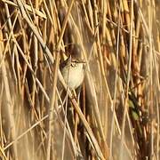 Paddyfield Warbler