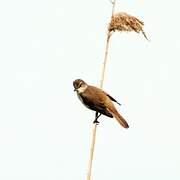 Great Reed Warbler