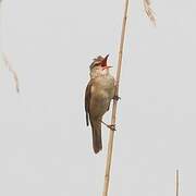 Great Reed Warbler