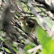 Marsh Warbler