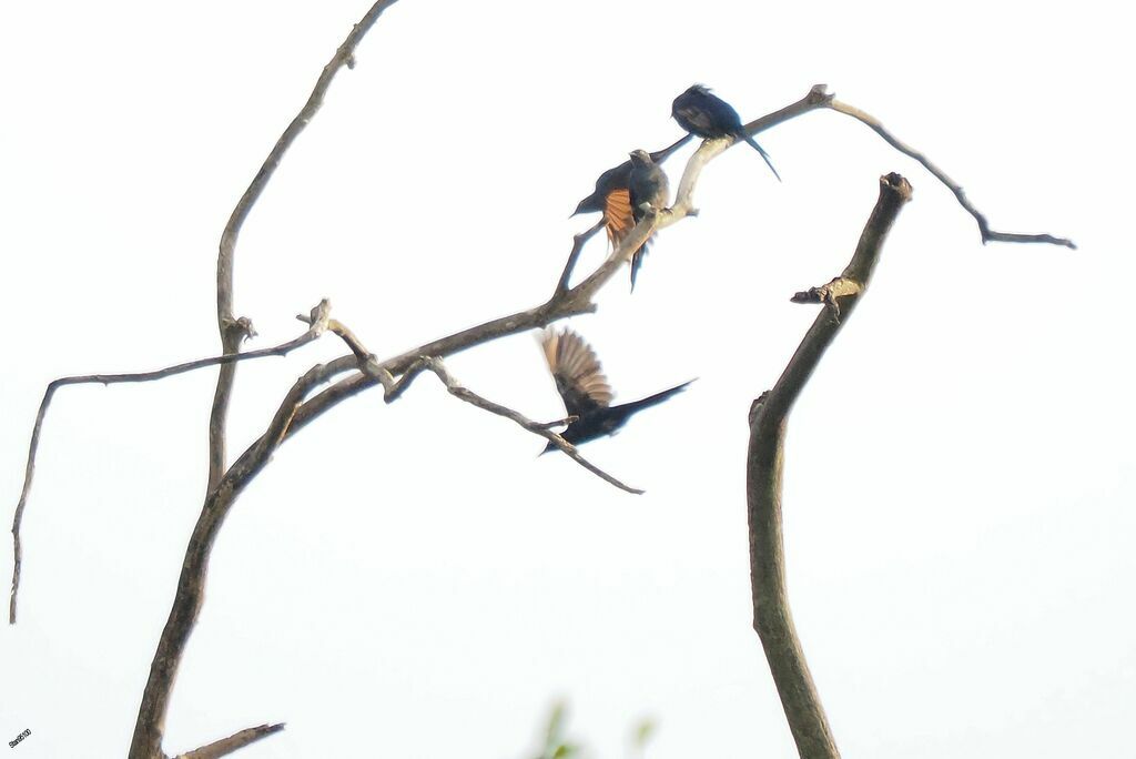 Narrow-tailed Starling