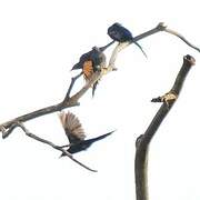 Narrow-tailed Starling