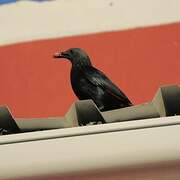 Red-winged Starling