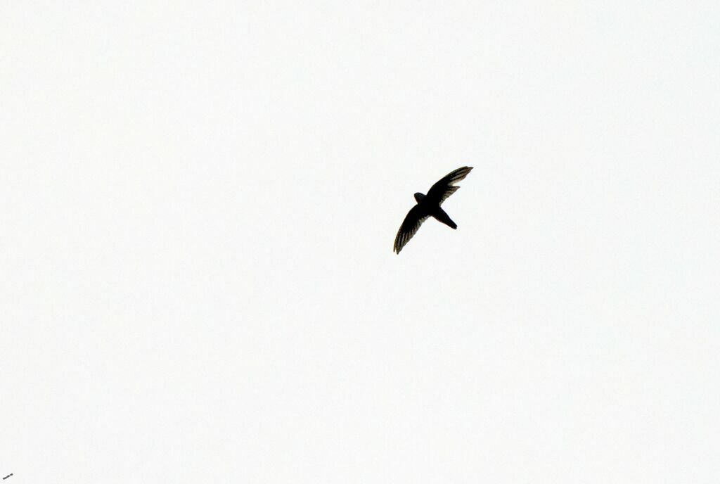 Indian Swiftletadult, Flight