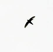 Indian Swiftlet