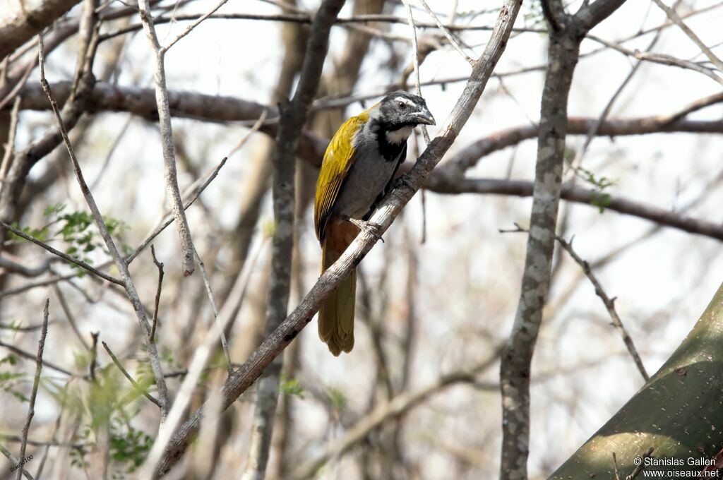 Saltator à tête noireadulte