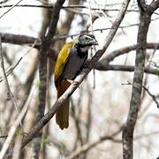 Black-headed Saltator