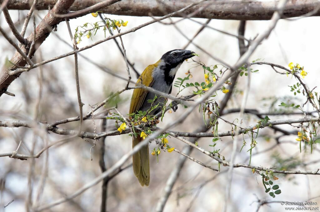 Saltator à tête noireadulte