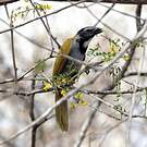 Saltator à tête noire