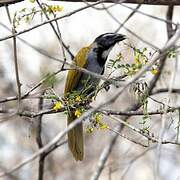 Black-headed Saltator