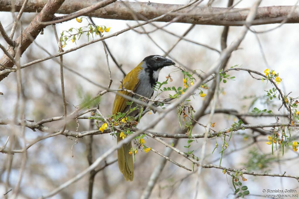 Black-headed Saltatoradult