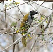 Black-headed Saltator