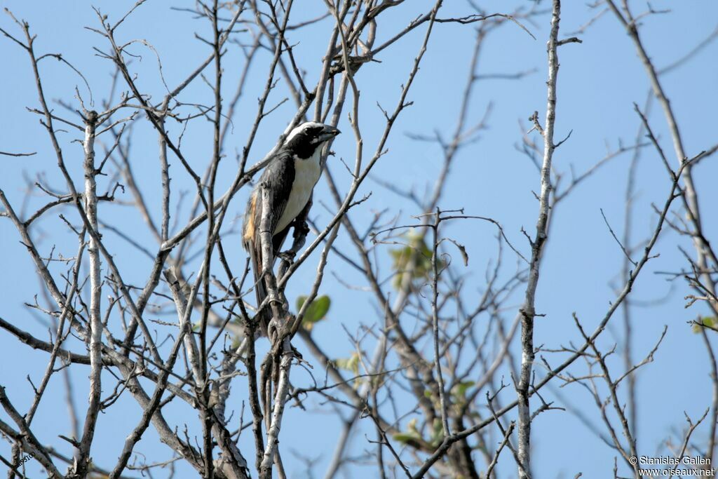 Orinoco Saltator male adult breeding