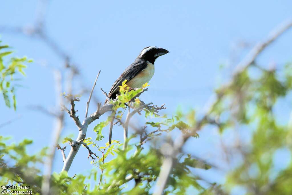 Orinoco Saltator male adult breeding