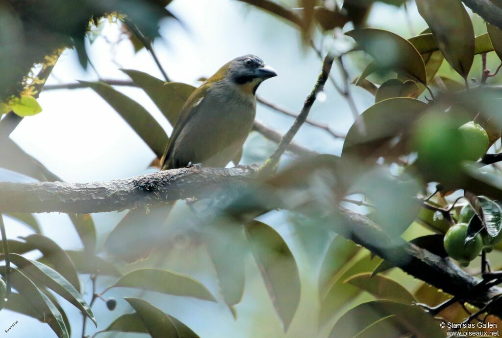 Buff-throated Saltatoradult