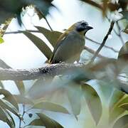 Buff-throated Saltator