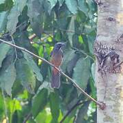 Cinnamon-bellied Saltator