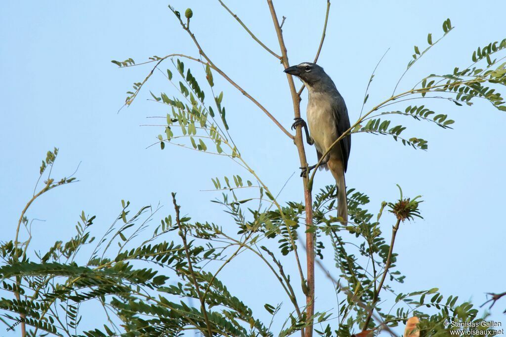 Greyish Saltatoradult