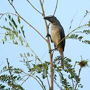 Greyish Saltator