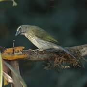 Streaked Saltator