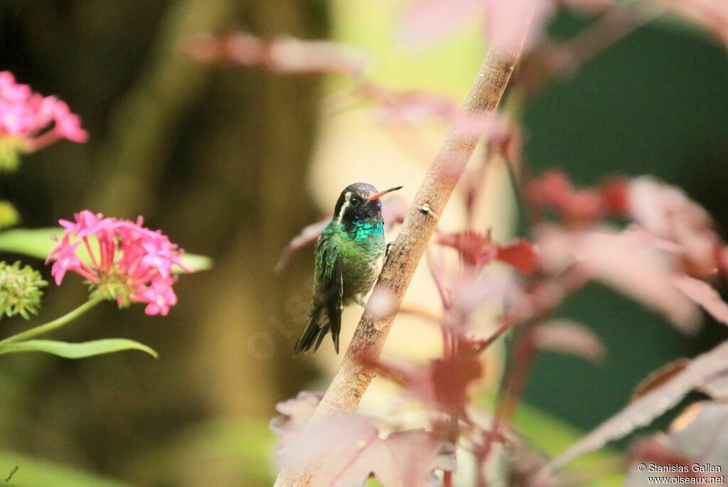 White-eared Hummingbird male adult breeding