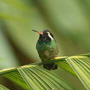 White-eared Hummingbird