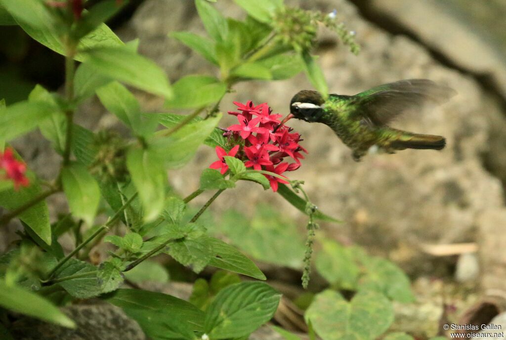 White-eared Hummingbird male adult breeding, Flight, eats