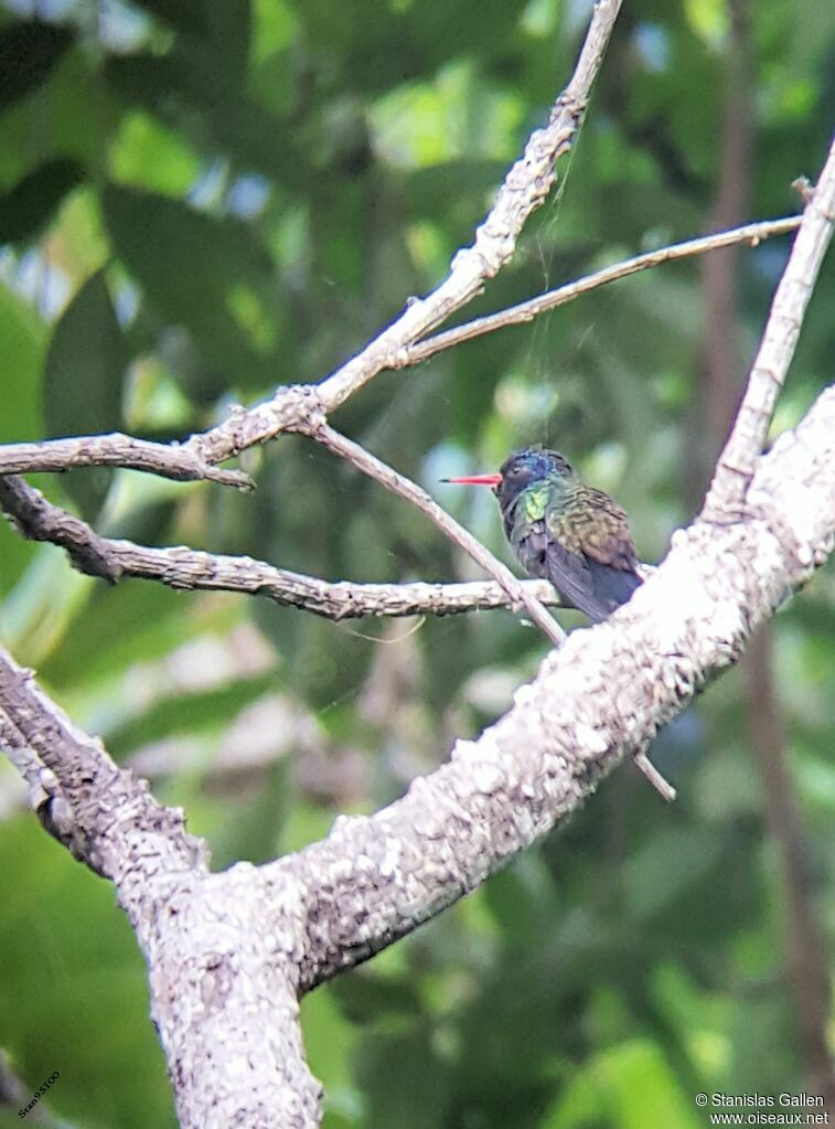 White-chinned Sapphire male adult breeding