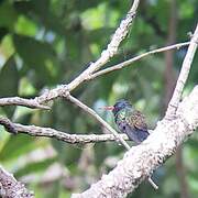 White-chinned Sapphire