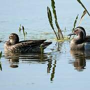 Garganey