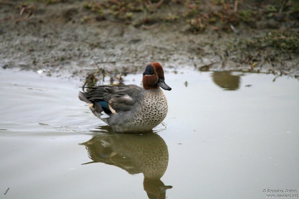 Eurasian Teal male adult breeding, walking