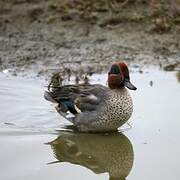 Eurasian Teal